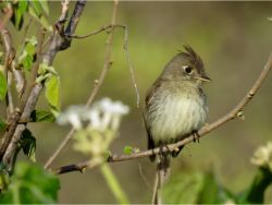 Pileated Flycatcher